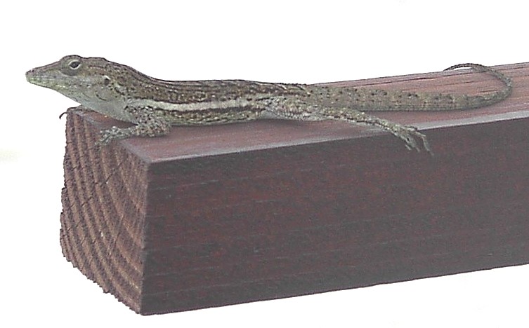 Image 2 of 24  -  62 kB