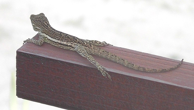 Image 5 of 24  -  68 kB