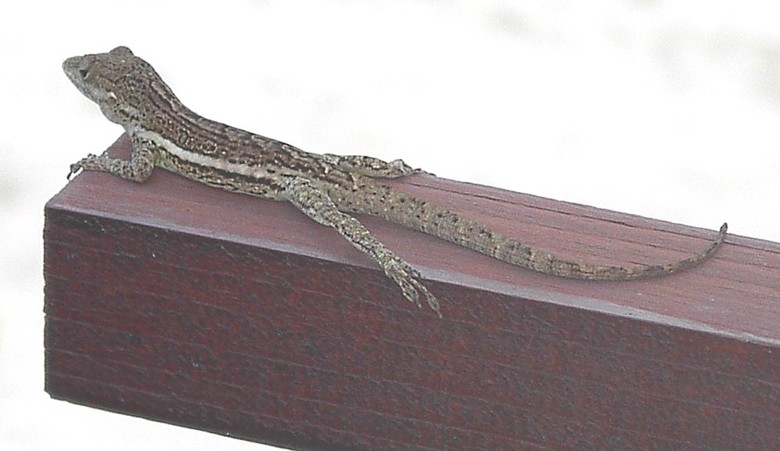 Image 6 of 24  -  65 kB