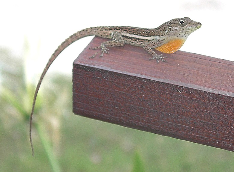 Image 7 of 24  -  101 kB