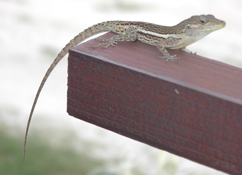 Image 8 of 24  -  67 kB