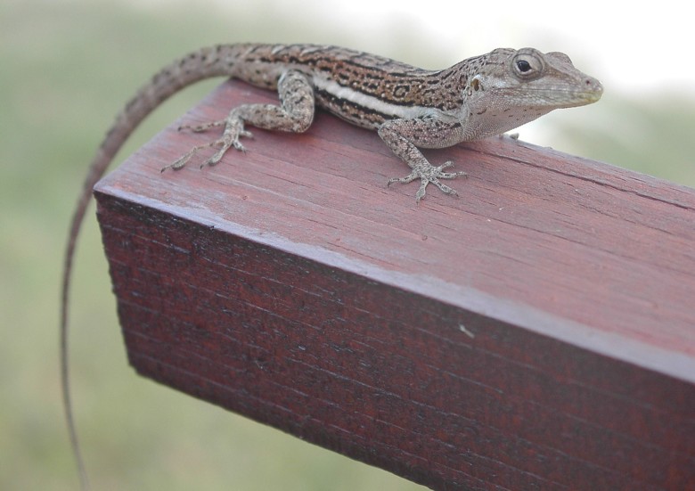 Image 12 of 24  -  77 kB