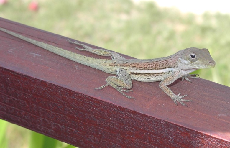 Image 17 of 24  -  85 kB