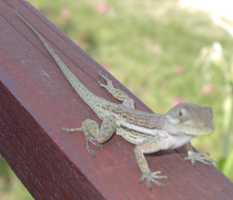 Image 18 of 24  -  85 kB