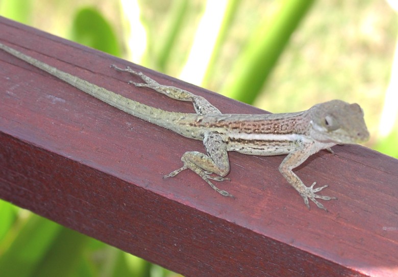 Image 20 of 24  -  85 kB