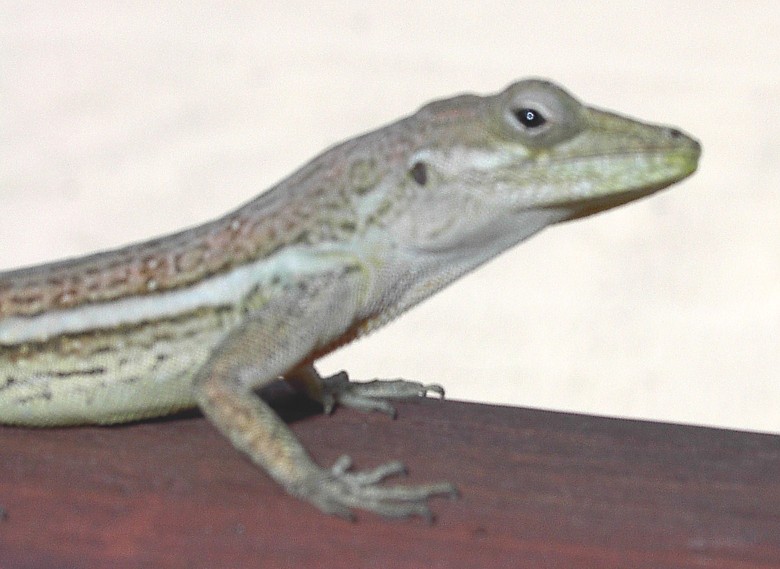 Image 22 of 24  -  87 kB