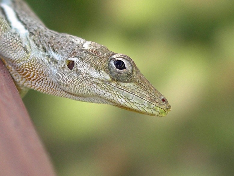 Image 24 of 24  -  94 kB